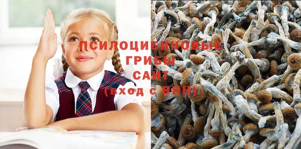 стаф Аркадак